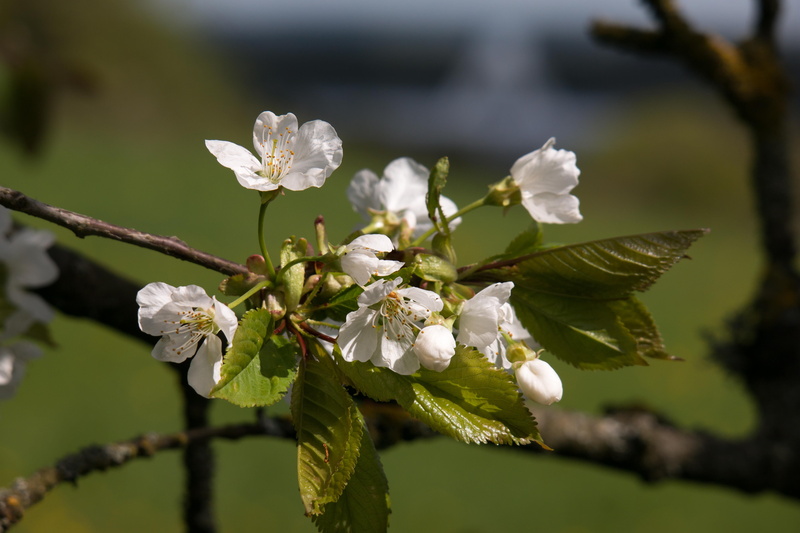 inflorescence, flowers, cherry, springtime, beauty in nature, white color, bad münstereifel, spring, eifel, close, outdoors, day, space, antenna, radio telescope