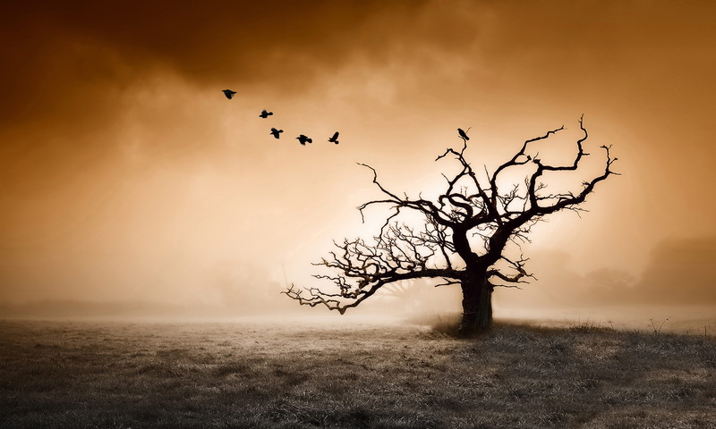 day, woodland, animal themes, outdoors, 4K, no people, birds, group, animal, take, environment, sunset, forest, sky, bird, vertebrate, animals in the wild