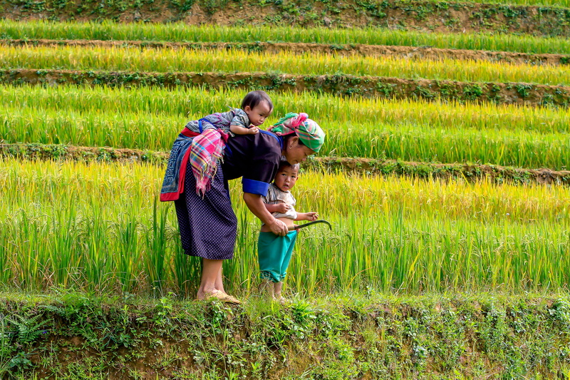 landscape, back, full length, agriculture, positive emotion, women, adult, outdoors, plant, holding, real people, field, shirt, men, the rice harvesting scythe
