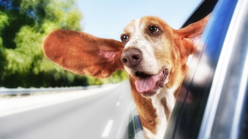 car, mammal, domestic, mouth open, no people, mode of transportation, animal themes, vertebrate, one animal, animal mouth, panting, day, basset hound dog in car joke image