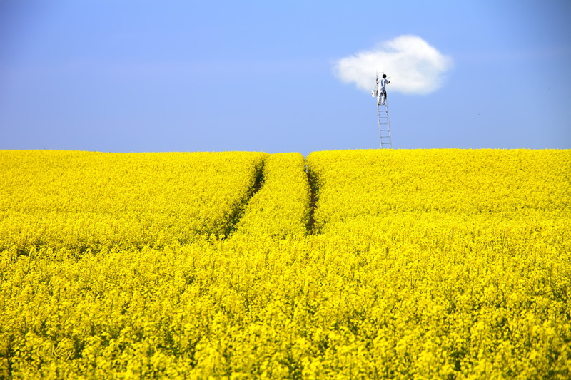 plant, landscape, sky  blue, Raps, nature, crop, 720P, oilseed Rape, outdoors, blue  cloud, summer, field, sky, Variations, rape, joke, white, canola