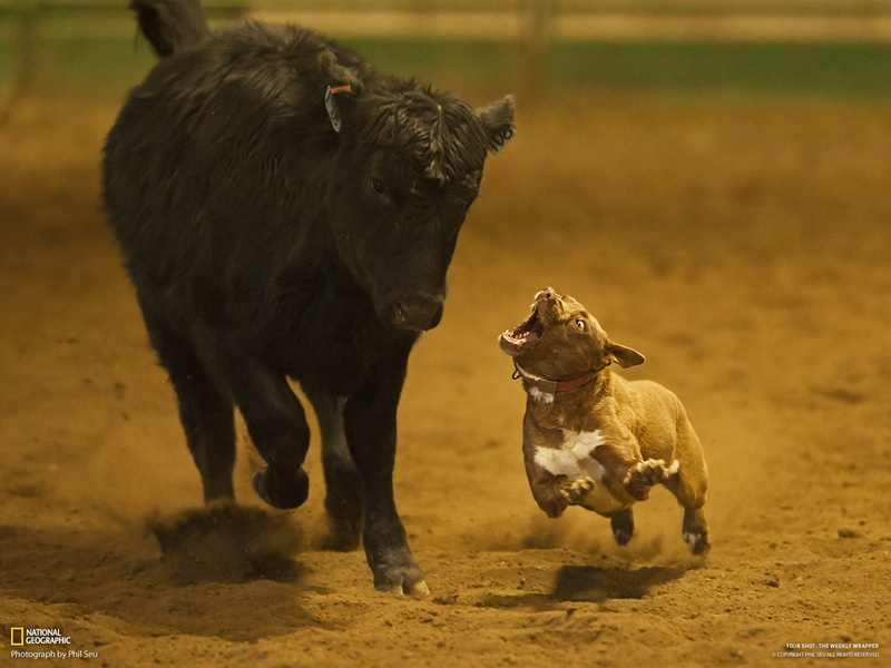 tan, pit, action, terrier, american, run, 720P, cow, rodeo, white, stop, bull, hd, animals, dog