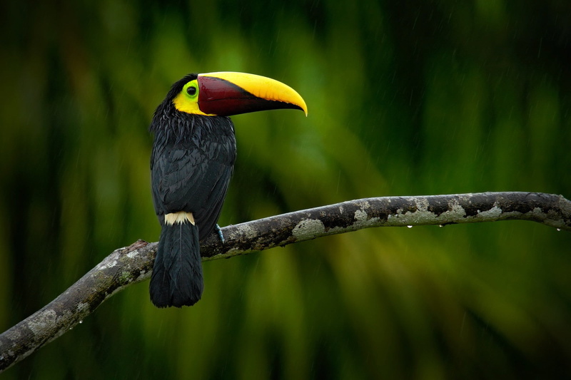 vertebrate, black, outdoors, day, tree, close-up, one animal, 1080P, animal, plant, beak, animals in the wild, hornbill, perching, bird, focus on foreground