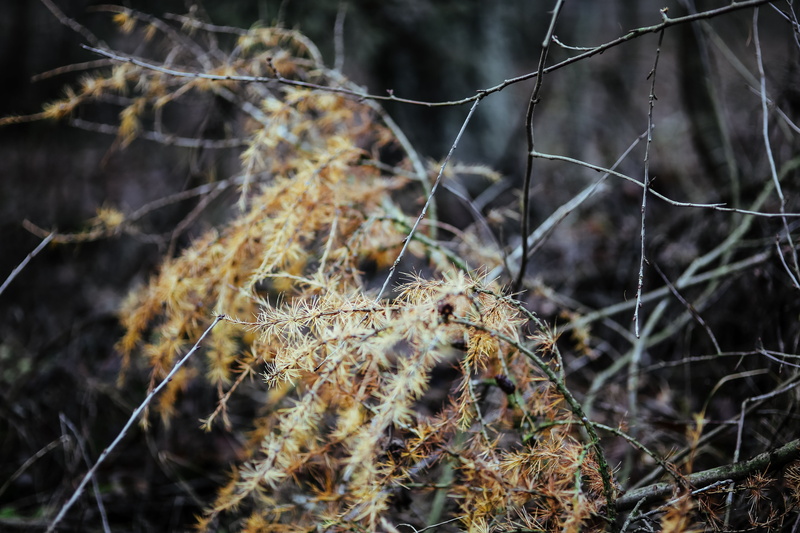 vulnerability, woodland, wood, 5K, winter, walk in, dry, outdoors, plant, nature, wilted plant, beauty in nature, spider web, complexity, land, plants