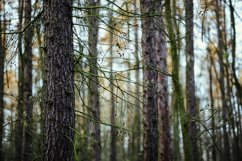 leaves, nature, growth, landscape, wood, outdoors, pine woodland, bamboo - plant, non-urban scene, focus on foreground, trunk, scenics, tree Trunk, trees
