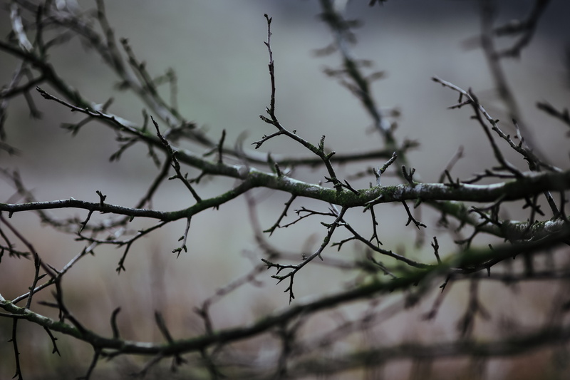 close-up, dead plant, forest, sky, 5K, cold temperature, environment, beauty in nature, leaves, no people, autumn, nature, walk in, tree, branch, focus on foreground