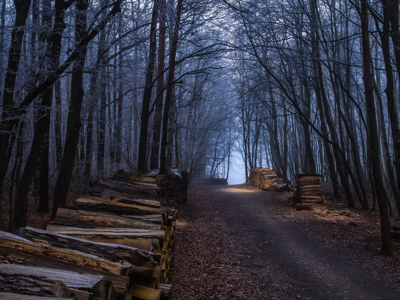 Road, Trees, Forest, Autumn, Firewood, 2K