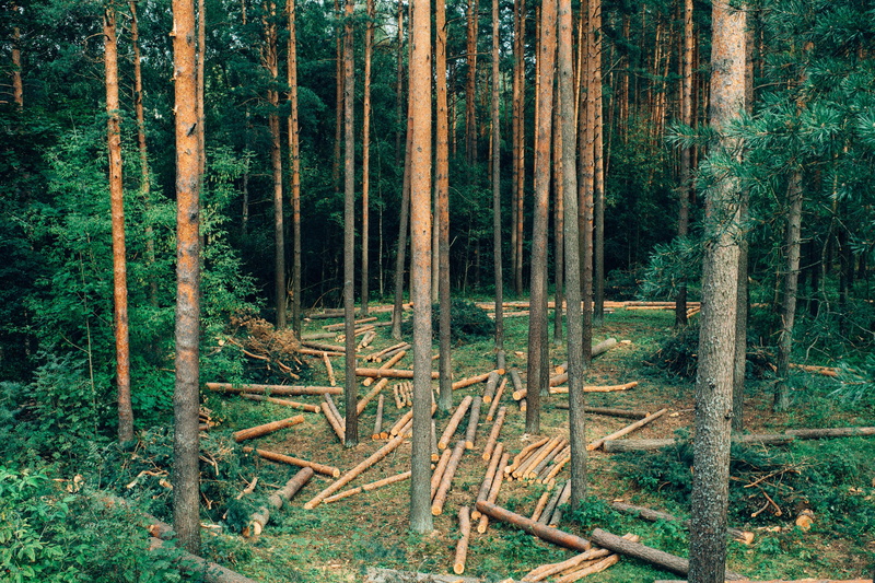 landscape, nature, lumberjack, stoke, fallen, cutting, logs, countryside, ecology, no people, woodpile, logpile, evergreen tree, pile, scenics - nature