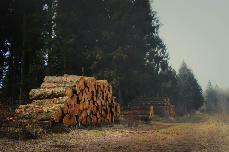 wooden, abundance, stack, no people, log, environment, day, forest, 5K, land, lumber Industry, wood - Material, environmental issues, woodland, plant