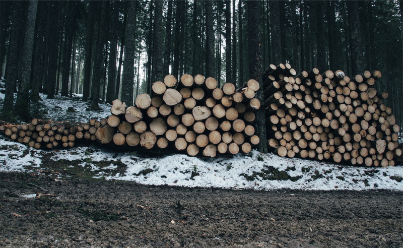 abundance, timber, woodpile, white, brown, lumber Industry, heap, outdoors, woodland, tree Trunk, winter, wood - Material, lot, forest, stack, large group of objects