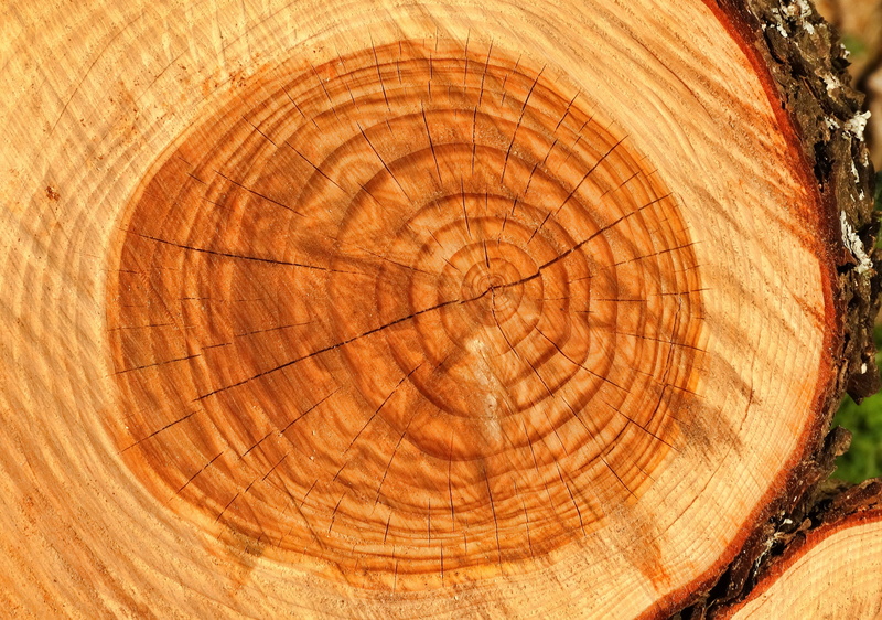 log, forest, tree Stump, brown, close, timber, firewood, wood - Material, bark, lumber Industry, wood, backgrounds, 4K, no people, cross Section, tree Trunk
