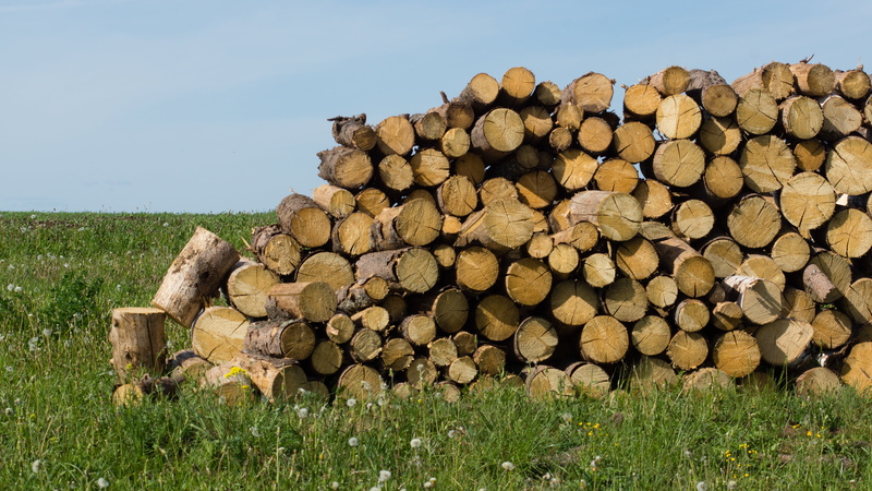 large group of objects, tree Trunk, day, the sawed down, plant, grass, outdoors, circle, billet, 5K, forest, deforestation, abundance, land, nature, stack