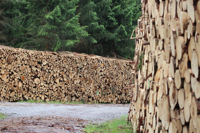 holzschlag, deforestation, 5K, built structure, land, wood, stacked, nature, tree trunks, growing stock, forest, tree, tree wood, raw material, stack