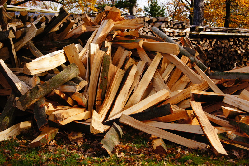 no People, woodland, wood trunks, leaf, Laminated Wood, Tree, land, Wood, stack, forest, leaves, day, plant, abundance, Trunks, sunlight, timber, firewood