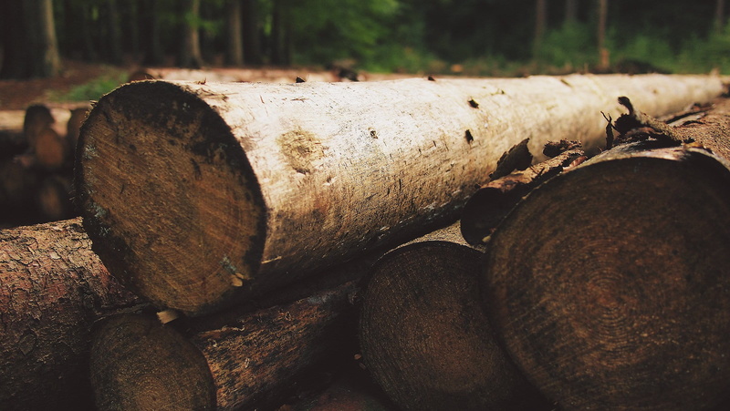deforestation, pile, large group of objects, no people, woodland, land, black, selective, tree, fossil fuel, rusty, photo, tree Trunk, timber, forest, wood - Material