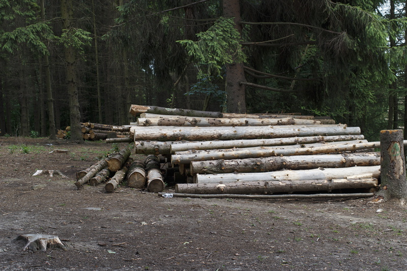 sawn, wood, round timber, outdoors, balance beam, a number of, group of animals, tree Trunk, log, forest, boards, deforestation, animal themes, woodworking