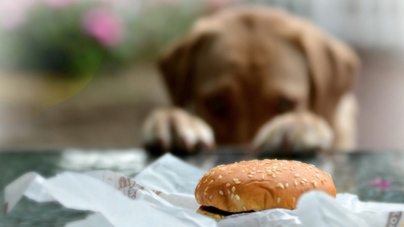blurred, food, 1080P, patty, freshness, small, no people, animal, bun, canine, domestic animals, food and drink, focus on foreground, burgers, domestic