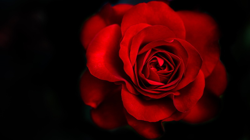 flower head, love, fragility, flower arrangement, inflorescence, bouquet, Dark background, black background, Red Rose, rose, 5K, red, close-up, beauty in nature