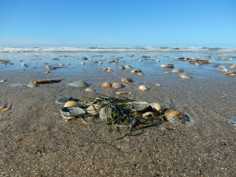tang, animal, outdoors, close up, group of animals, invertebrate, shell, nature, clear sky, horizon, day, containing iodine, mussel shells, animals in the wild