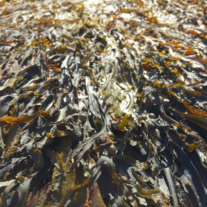 lake, nutrition, no people, aground, 1080P, sea, leaves, outdoors, kelp, nature, plant, algae, green, seaweed, full frame, animal themes, animal wildlife