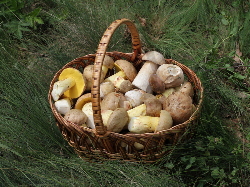 4K, no people, edible Mushroom, mushroom, harvest, food, cepe, vegetable, mushrooms, forest, container, wellbeing, high angle view, food and drink, field