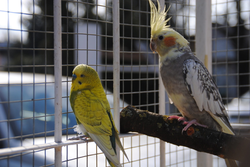 close-up, no people, kora, perching, outdoors, animal, animals in the wild, focus on foreground, 4K, two animals, korela, parakeet, day, animals in captivity