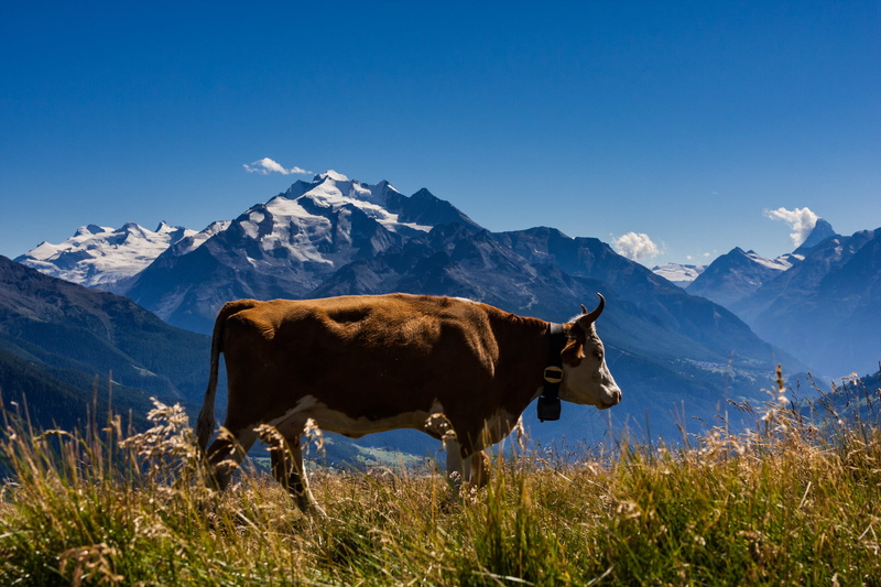 brown, Alps, Alp, Canon, mountain, switzerland, Wallis, Panorama, Dom, 1080P, pasture, nature, Alpen, f/3.5, Valais, Kühe, Matterhorn, cattle, meadow