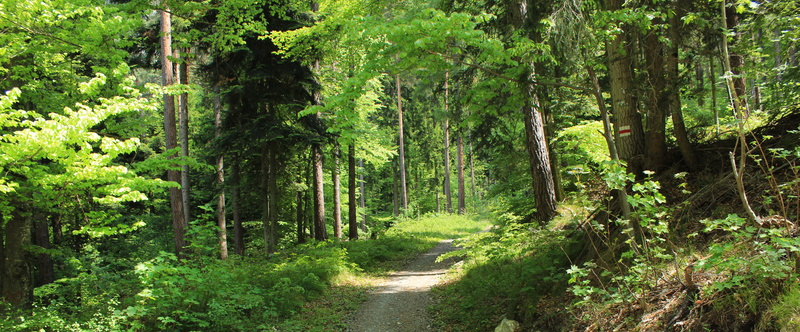 graubünden, switzerland, no people, grischashot, outdoors, growth, plant, lush foliage, trail, footpath, tree, wald, chur, land, non-urban scene, direction