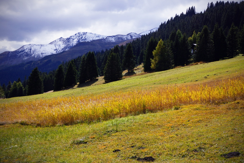 autumn, tree, tranquility, nature, alpine, growth, mountains, landscape, cloud - sky, environment, mountain, switzerland, 5K, malix, field, land, beauty in nature