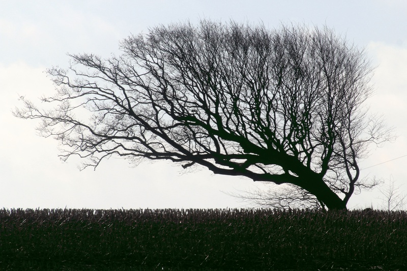 day, wind chur, autumn, non-urban scene, environment, bare tree, arkebek, scenics - nature, crown, withered, outdoors, plant, nature, windschief, grass