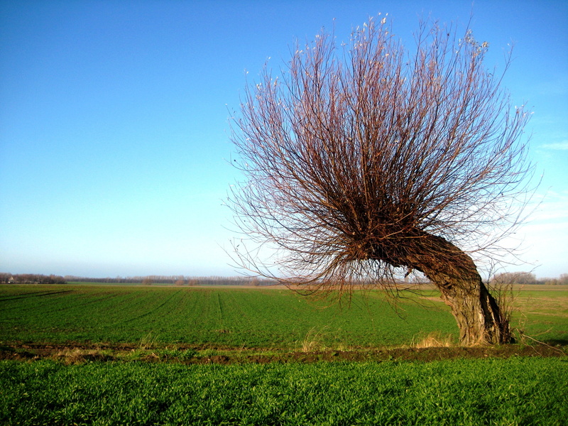 non-urban scene, grass, wind chur, clear sky, isolated, field, landscape, tranquil scene, 2K, bare tree, blue, day, meadow, rural Scene, tree, plant, growth