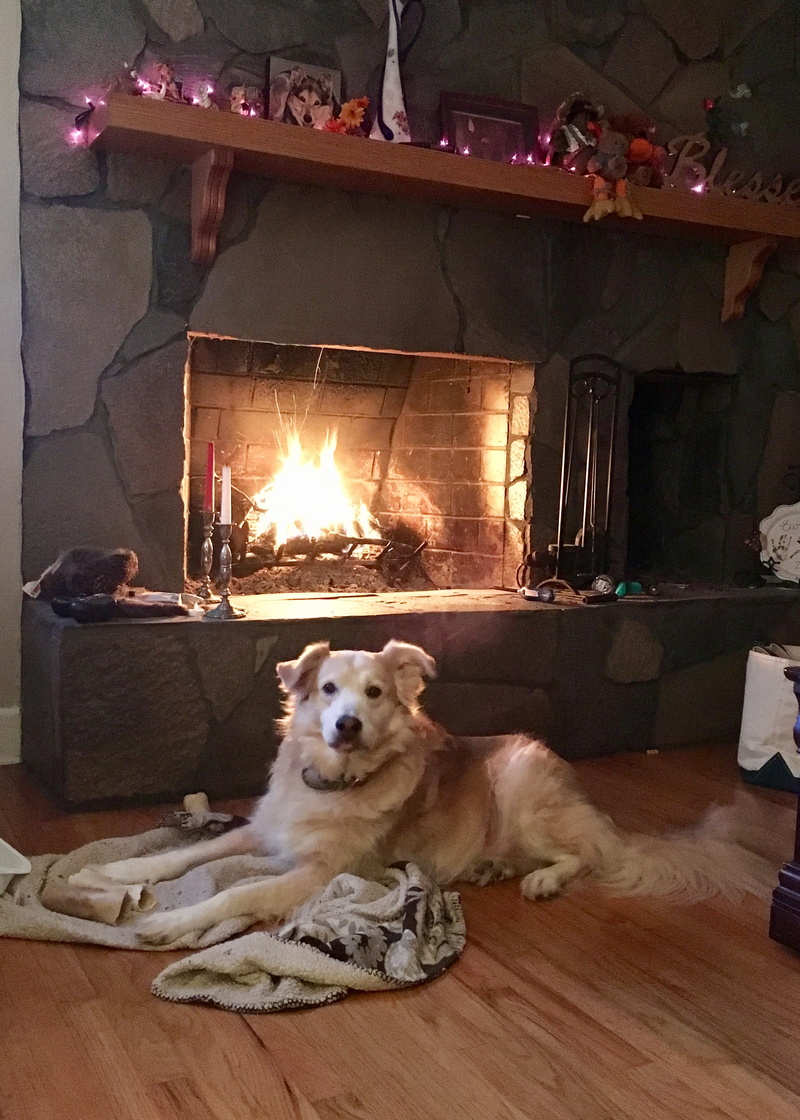 golden retriever, flame, heat - temperature, human, fire, no people, living room, entertainment center, hearth, 2K, person, indoors, animal themes, home decor