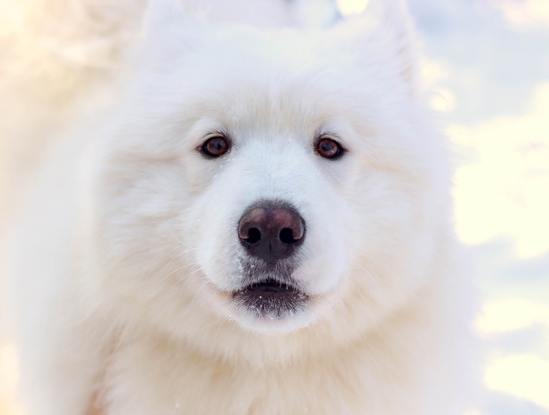 eskimo dog, wolf, canine, arctic fox, focus on foreground, animal, texture, chow, animal head, angora, ankle, 2K, pets, no people, terrier, domestic animals