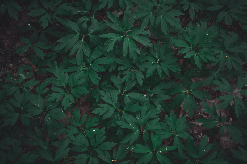day, tree, growth, pattern, goblet, nature, beauty in nature, outdoors, plant, close-up, foliage, front or back yard, plant part, full frame, invertebrate