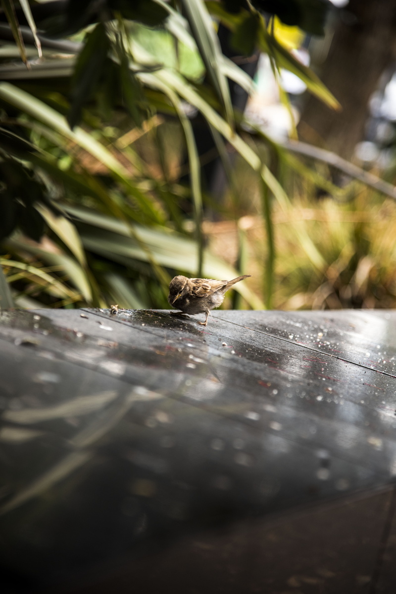 animal themes, plant, garden, outdoors, bird, one animal, growth, selective focus, drink, water, insect, surface level, table, glass reflection, green
