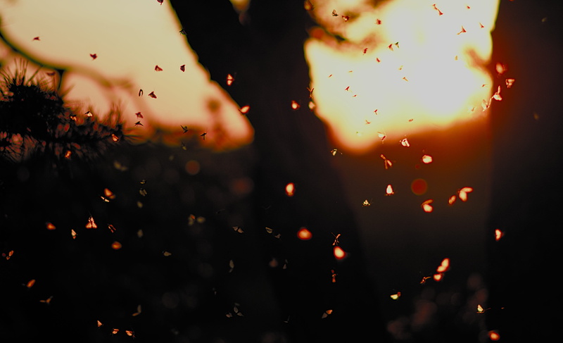 firefly, celebration, blossom, 4K, bonfire, silhouette, night, motion, daffodil, animal, fire, outdoors, drop, invertebrate, textile, no people, abstract