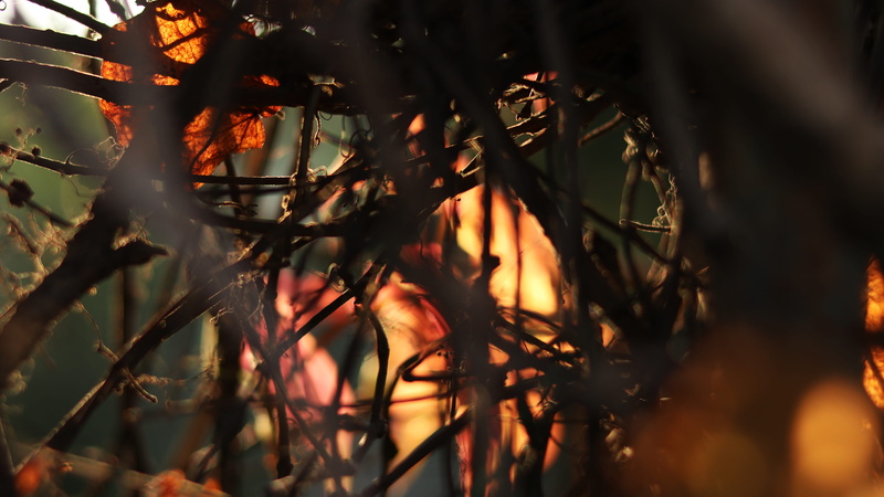 no people, paper, silhouette, land, orange color, fire, sunset, flare, outdoors, plant part, fragility, day, flame, branch, leaf, selective focus, origami