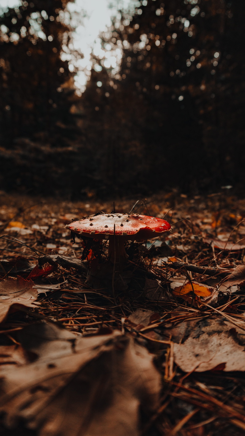 bonfire, change, 5K, germany, toadstool, outdoors, forest, no people, nature, messy, red, bad soden-salmünster, leisure activities, land, photo, close-up