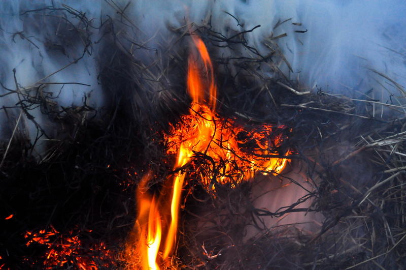 smoke, nature, land, camping, hot, environment, smoke background, pollution, heat - temperature, glowing, burning, smoke - physical structure, outdoors