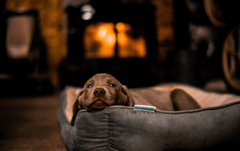 fire, small, one animal, bed, pet, sleeping, labrador retriever, den, terrier, room, portrait, pillow, armchair, hound, cushion, short, mammal, domestic animals