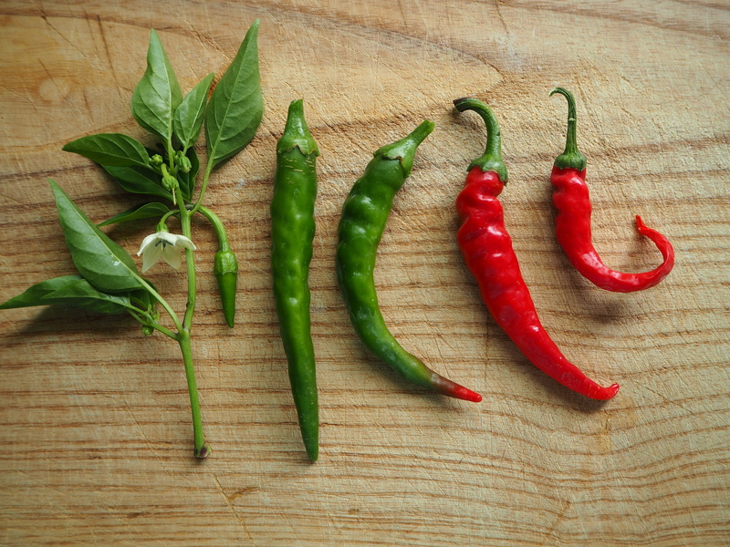 food, fiery, food and drink, spice, high angle view, paprika, bloom, kitchen, chili, vegetables, table, directly above, cook, sharp, pepper crop, freshness
