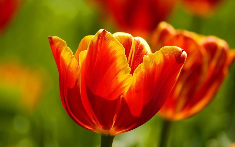 green stems, 1080P, nature, nature and landscap, spring, seasons, flowers, yellow, lovely, petals, tulips, fiery