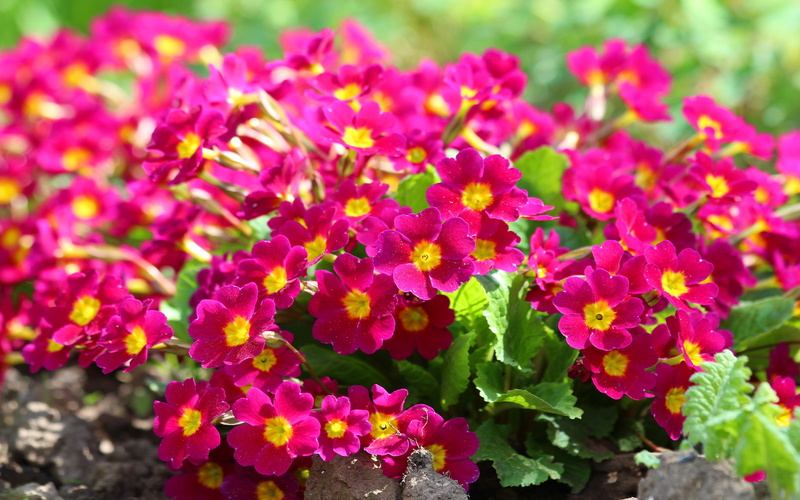 flowers, hd, inflorescence, leaf, growth, day, beautifu, purple, no people, freshness, petal, flowerbed, nature, outdoors, focus on foreground