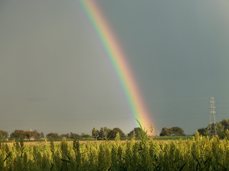 nature, non-urban scene, water, beauty in nature, green, growth, plant, 2K, plants, landscape, colorful, scenics - nature, rainbow, sorghum, scotland