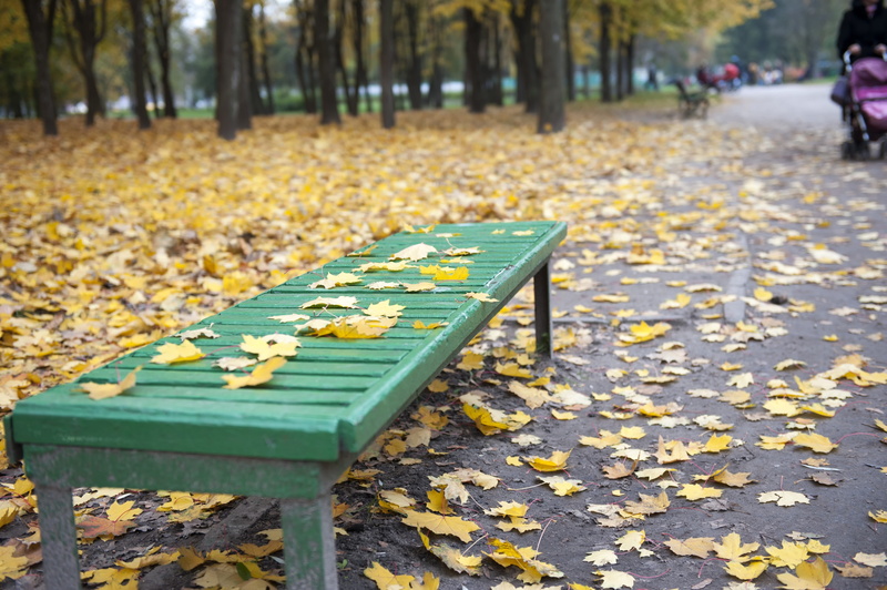 dry, plant, macro, nature, park - man made space, autumn, change, plants, leaves, outdoors, fall, focus on foreground, autumn collection, ornamental, seat