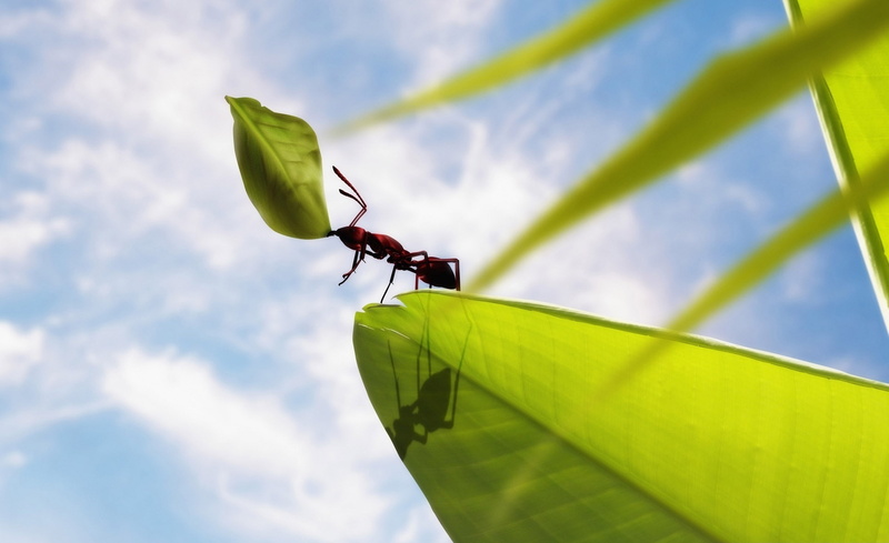 animals in the wild, blue sky, nature, cloud - sky, animal wildlife, animal themes, Leaves, green color, invertebrate, blue, 1080P, plant part, Animals