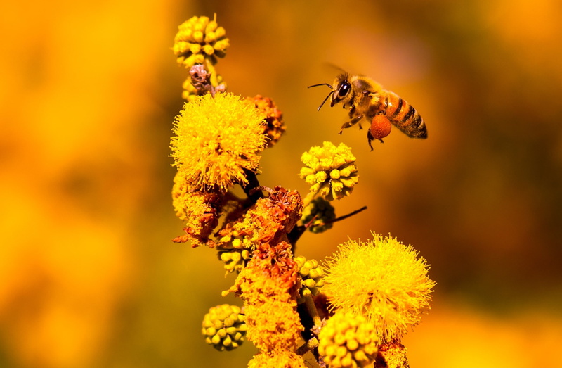 micro, growth, Flower, Closeup, hard-working, animals in the wild, Working, animal, apoidea, pollen, Insect, petal, outdoors, Yellow, animal themes, nikon
