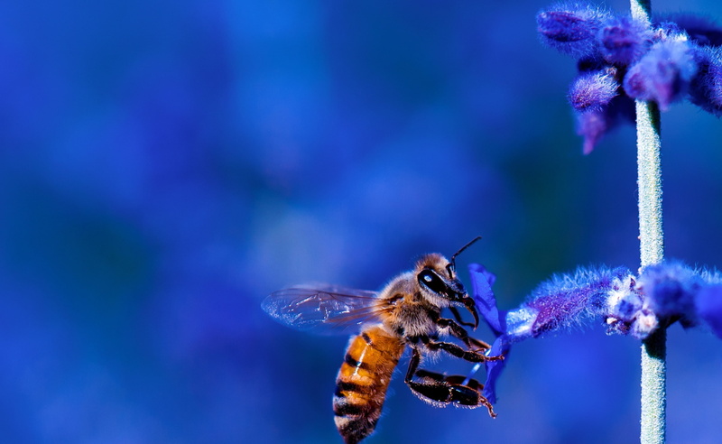 nikon, 2K, Macro, Focus, Colors, wildlife, micro, Lavender, Busy, hardworking, pollinator, apoidea, Blue, Insects, fauna, LaCanadaFlintridge, Plant, Flower