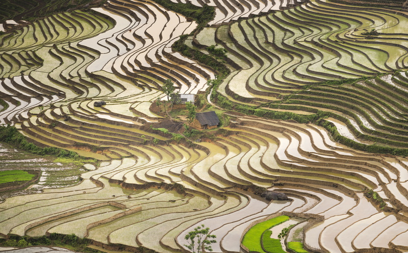 Rice, rice - cereal plant, Vietnam, environment, Landscape, plantation, Agriculture, Plant, aerialview, beauty in nature, high angle view, 8K, Valley