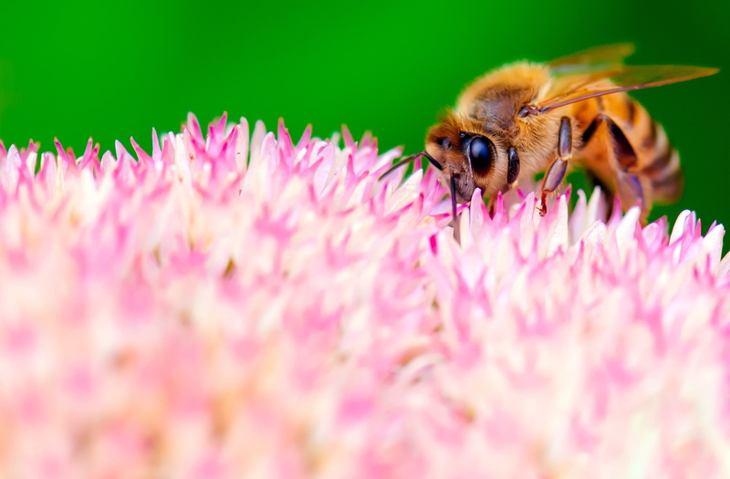 flowering plant, Working, animal, fragility, apoidea, pink color, nikon, honeybee, Insect, Animals, animal wildlife, make, losangeles, Nectar, fauna, hardworking